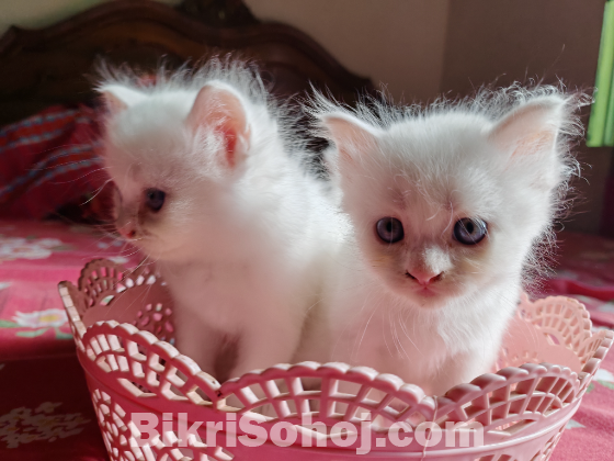 Traditional persian kitten